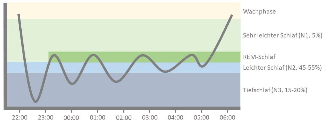 Schlafphasen mit Anteil am Gesamtschlaf